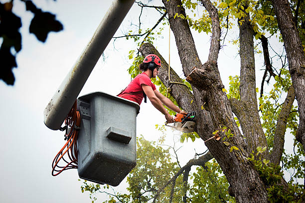 Best Tree and Shrub Care  in Silver Lakes, CA